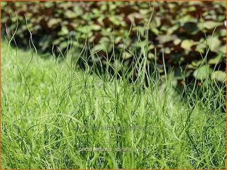 Juncus effusus &#39;Spiralis&#39;