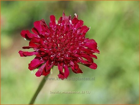 Knautia macedonica