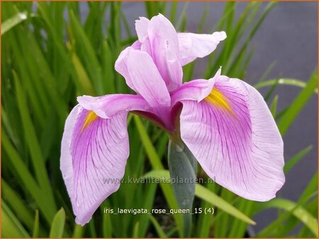 Iris laevigata &#39;Rose Queen&#39;