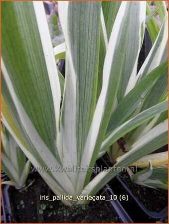 Iris pallida &#39;Variegata&#39;