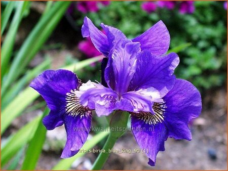 Iris sibirica 'Blue King'