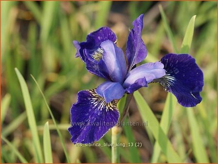 Iris sibirica 'Blue King'