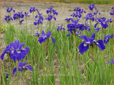 Iris sibirica 'Blue King'