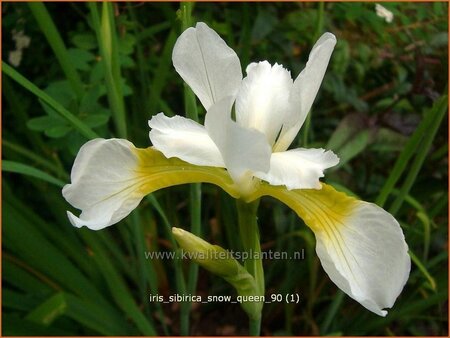 Iris sibirica 'Snow Queen'