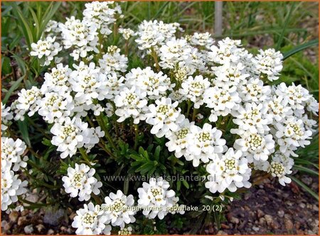 Iberis sempervirens &#39;Snowflake&#39;