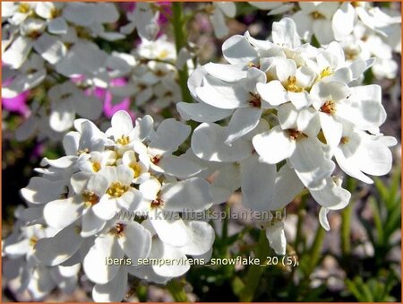 Iberis sempervirens &#39;Snowflake&#39;