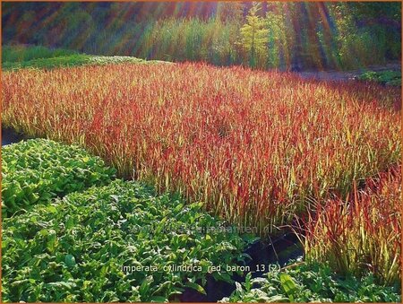 Imperata cylindrica &#39;Red Baron&#39;