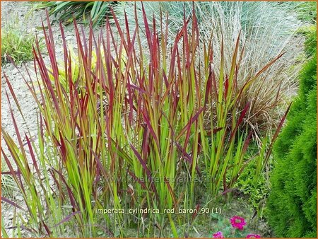 Imperata cylindrica &#39;Red Baron&#39;