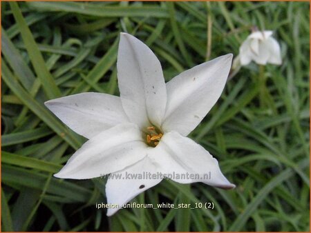 Ipheion uniflorum &#39;White Star&#39;