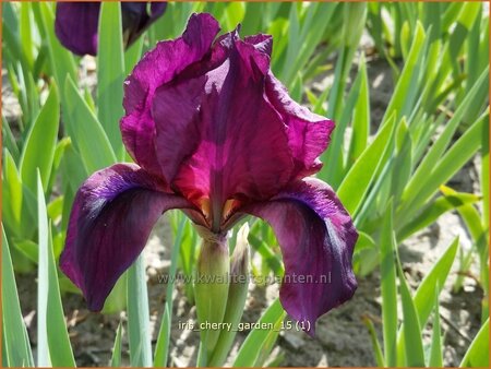 Iris pumila &#39;Cherry Garden&#39;