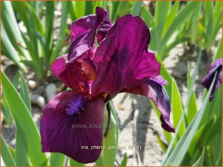 Iris pumila &#39;Cherry Garden&#39;