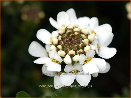 Iberis sempervirens &#39;Appen-Etz&#39;