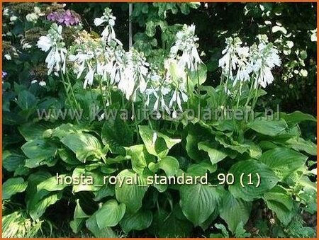 Hosta &#39;Royal Standard&#39;