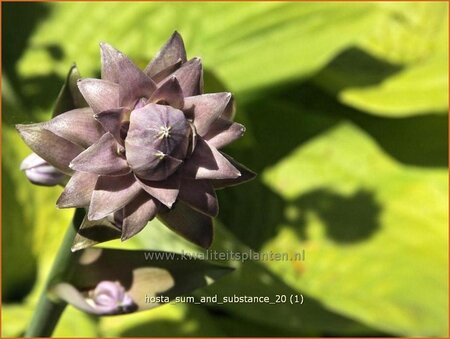 Hosta &#39;Sum and Substance&#39;