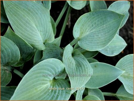 Hosta &#39;Blue Cadet&#39;