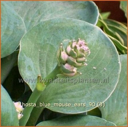 Hosta &#39;Blue Mouse Ears&#39;