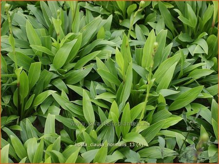 Hosta clausa var. normalis