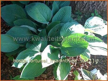 Hosta fortunei 'Hyacinthina'