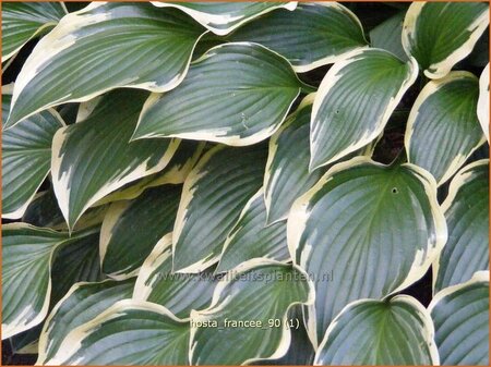 Hosta 'Francee'