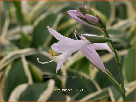 Hosta 'Francee'