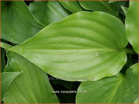 Hosta &#39;Honeybells&#39;