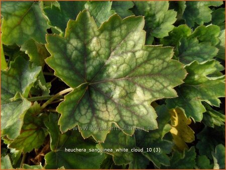 Heuchera sanguinea &#39;White Cloud&#39;