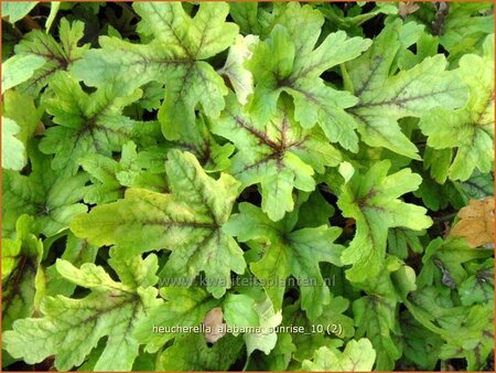 Heucherella &#39;Alabama Sunrise&#39;