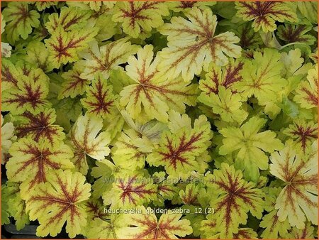 Heucherella &#39;Golden Zebra&#39;