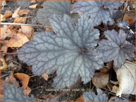 Heuchera &#39;Frosted Violet&#39;