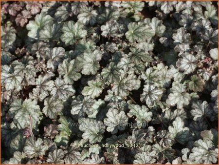 Heuchera 'Hollywood'