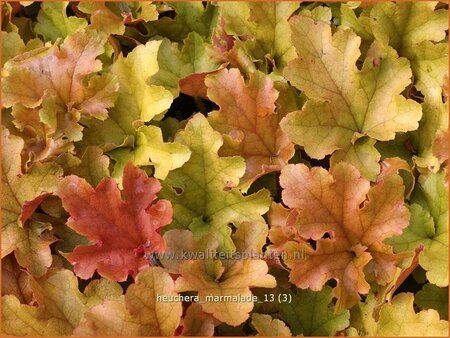 Heuchera 'Marmalade'