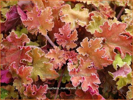 Heuchera 'Marmalade'