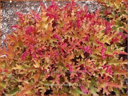 Heuchera 'Marmalade'
