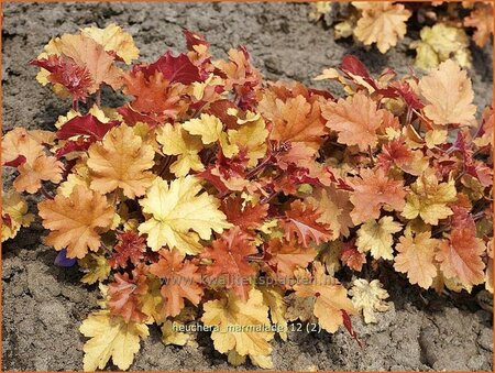 Heuchera 'Marmalade'