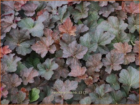 Heuchera &#39;Mocha&#39;