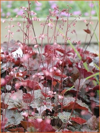 Heuchera &#39;Rachel&#39;