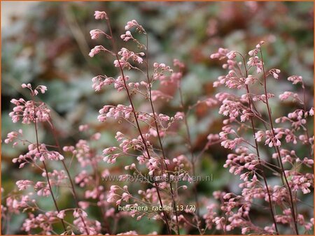 Heuchera &#39;Rachel&#39;