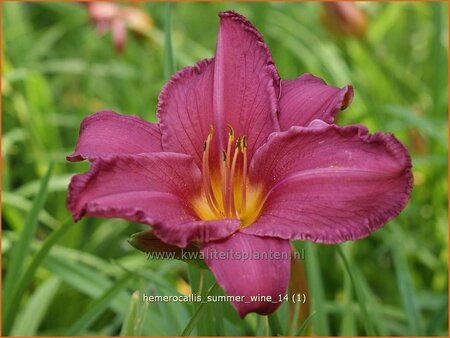 Hemerocallis &#39;Summer Wine&#39;