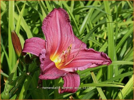 Hemerocallis &#39;Summer Wine&#39;