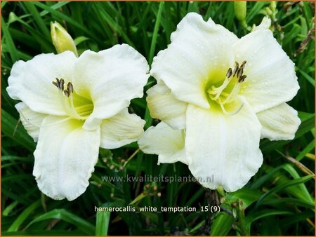 Hemerocallis &#39;White Temptation&#39;