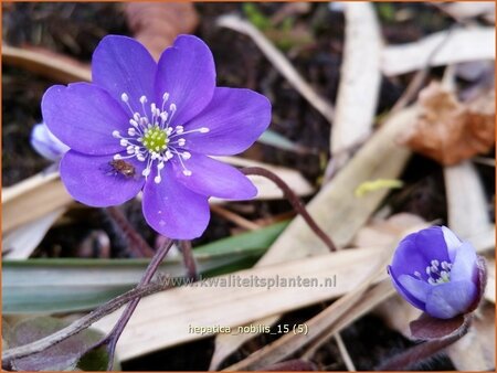 Hepatica nobilis