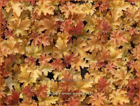 Heuchera &#39;Amber Waves&#39;