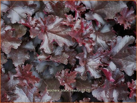 Heuchera &#39;Black Beauty&#39;