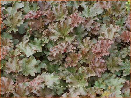 Heuchera &#39;Cappuchino&#39;