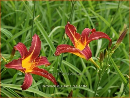 Hemerocallis 'Autumn Red'
