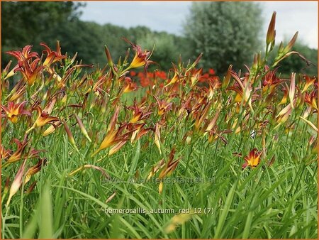 Hemerocallis &#39;Autumn Red&#39;