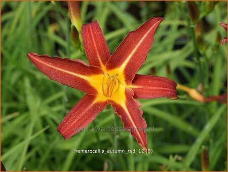 Hemerocallis 'Autumn Red'