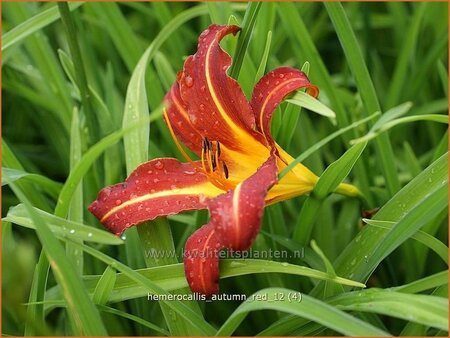 Hemerocallis &#39;Autumn Red&#39;