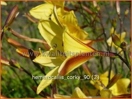 Hemerocallis &#39;Corky&#39;