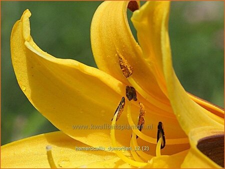 Hemerocallis dumortieri